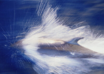 03 Dolphin DeLight