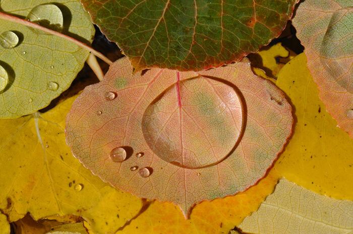 09 Leaf Motif